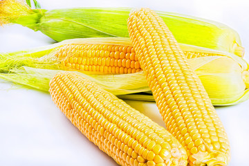 Yellow  ripe corn on cobs on white background