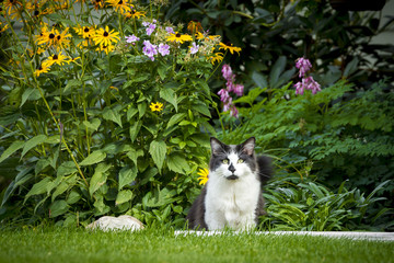 Cat in yard by flowers.