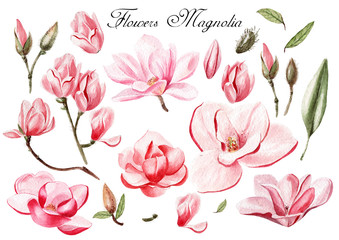 Watercolor set with flowers and leaves of magnolia . illustrations © knopazyzy