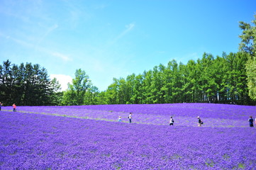 Naklejka premium Lavender Flower Fields in Hokkaido, Japan