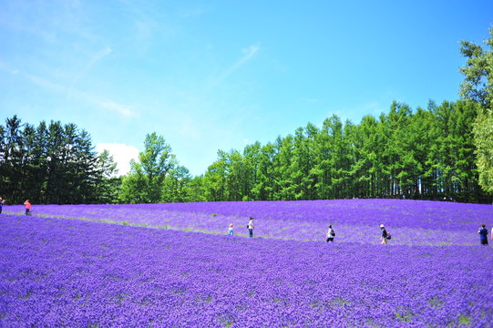 Fototapeta Lavender Flower Fields in Hokkaido, Japan