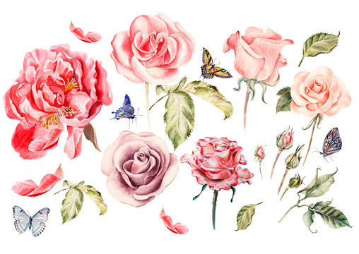 Watercolor set with different roses. Illustration