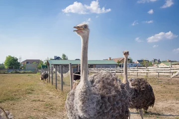 Crédence de cuisine en verre imprimé Autruche Ostrich birds walk on ostrich farm countryside