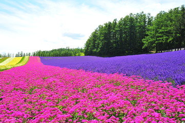 Flower Fields in Hokkaido, Japan