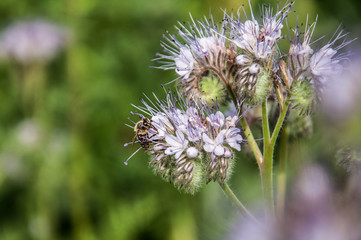 Biene auf einer Blume