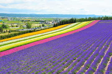 Flower Fields in Hokkaido, Japan