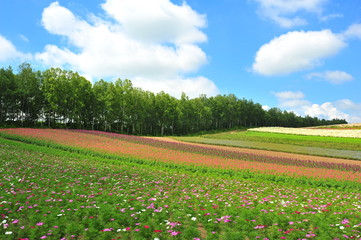 Flower Fields in Countryside of Hokkaido, Japan