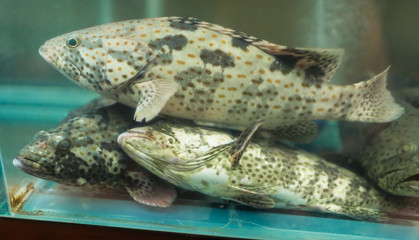 Grouper fish in swim tank for sale