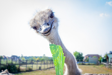 Ostrich bird eats green leaf on ostrich farm countryside