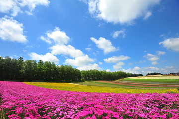 Flower Fields in Countryside of Hokkaido, Japan