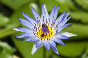Bees swarm sucking nectar from violet lotus in garden