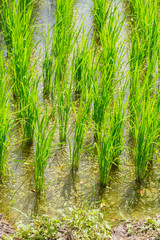 Beautiful green rice in water wet field line pattern agriculture in Thailand.