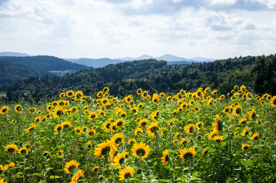 Sonnenblumen im steirischen Vulkanland