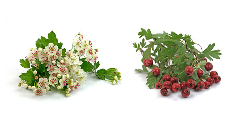 Weißdorn, Crataegus, Hawthorn, Heilpflanze