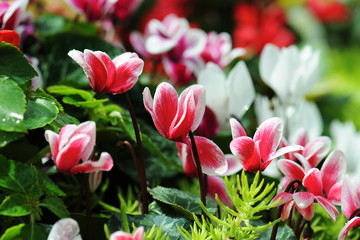 Obraz premium colorful white and pink cyclamen flowers