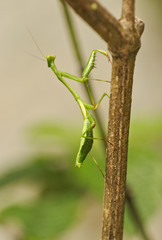Praying Mantis, Costa Rica