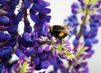 lupine flowes  and bumblebee