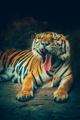 Fototapeta na wymiar tiger yawn with stone mountain background in dark grim majestic dangerous, frightening feeling color effect.