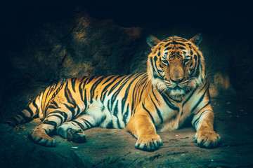 Fototapeta na wymiar tiger with stone mountain background in dark grim majestic dangerous, frightening feeling color effect.