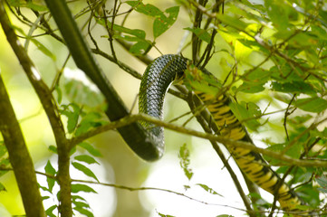 Tiger Snake, Costa Rica