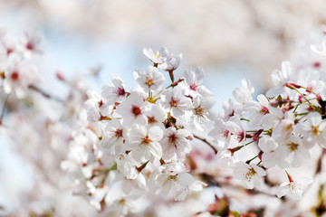spring tree