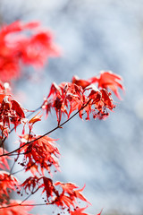 red maple leaves