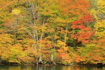 十和田湖の紅葉　