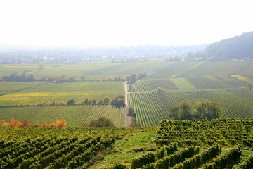 Weinberge in der Pfalz