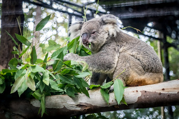 Koala on branch