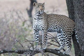 Leopard named Fig taken in the Masai Mara. The Leopard was keeping an eye open from the tree as not 100 yards away was a pride of lions.