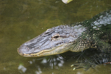 Krokodil schwimmt im Wasser
