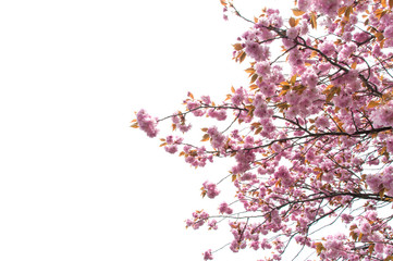 beautiful of spring Cherry blossom or Kikuzakura in Japan