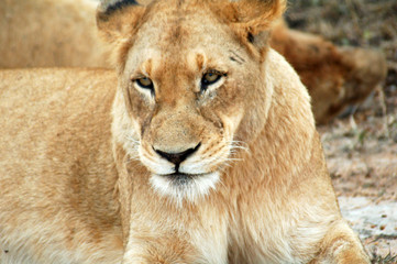 Fototapeta na wymiar Relaxing Lioness