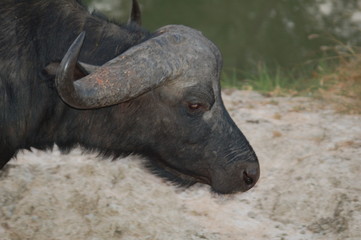 Fototapeta premium African Buffalo Bull's Haead at Night