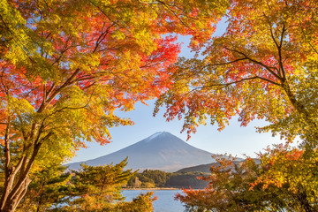 Autumn tree and Mountain Fuji at lake kawaguchiko in autumn season