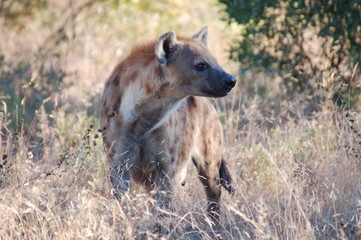 Spotted Hyena