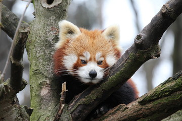süßer roter Panda