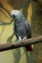 Серый попугай жако