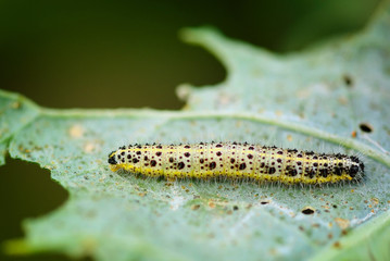 Pieris brassicae caterpillar pest eating leaf. Shallow depth of field