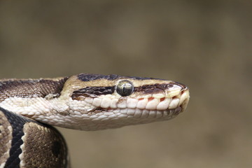 Kopf einer Schlange