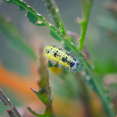 Pieris brassicae caterpillar pest eating leaf. Shallow depth of field