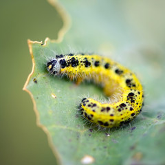 Pieris brassicae caterpillar pest eating leaf. Shallow depth of field