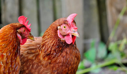 Cute young hens is in the courtyard of the farm