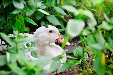 Adult home white duck sitting in the tall green grass