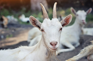 Close up portrait of a goat, outside in a courtyard of the farm