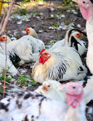 Rooster and Chickens on the farm yard