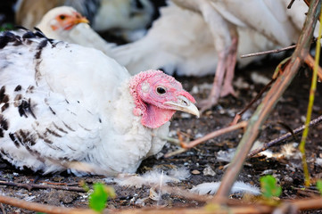 Young turkey on the farm yard