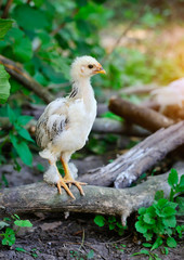 The young chick is in the courtyard of the farm