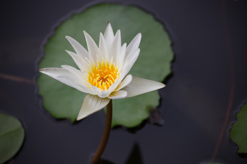 Fries egg, Omelette with onion leaf on plate in Thai style ready to eat.