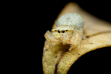Jumping spider on yelloiw leaf